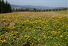 Flower Meadow